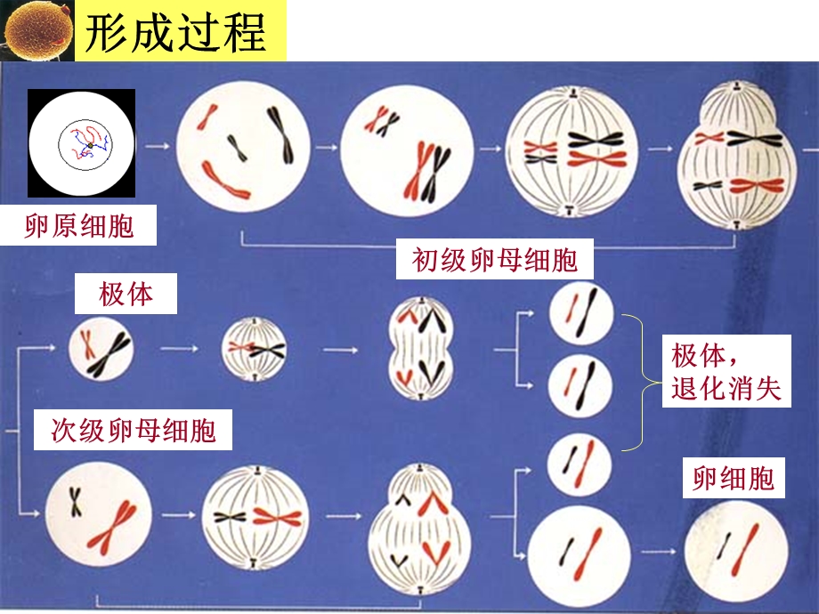 减数分裂卵细胞的形成和受精作用文档资料.ppt_第2页