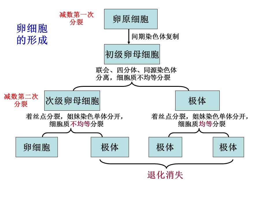 减数分裂卵细胞的形成和受精作用文档资料.ppt_第3页