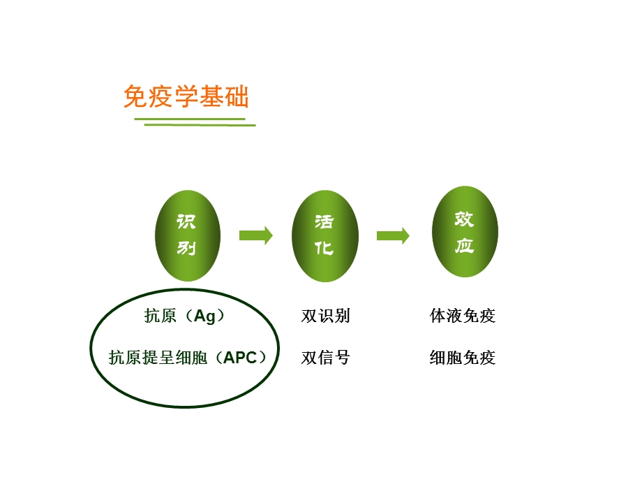 分子免疫学细胞与分子免疫学总结文档资料.ppt_第2页