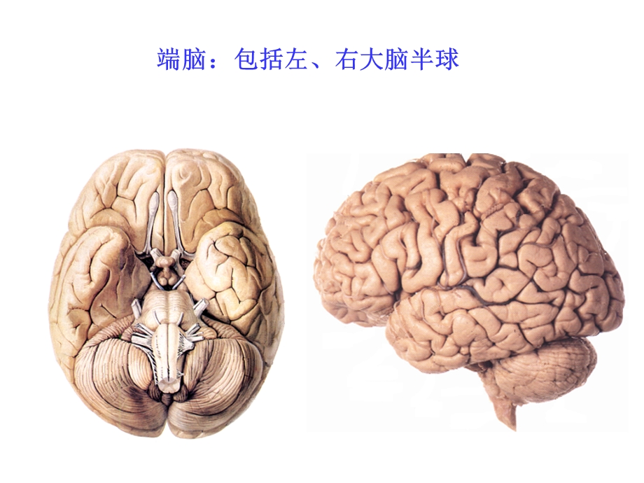 人体解剖学：端脑PPT文档.ppt_第1页