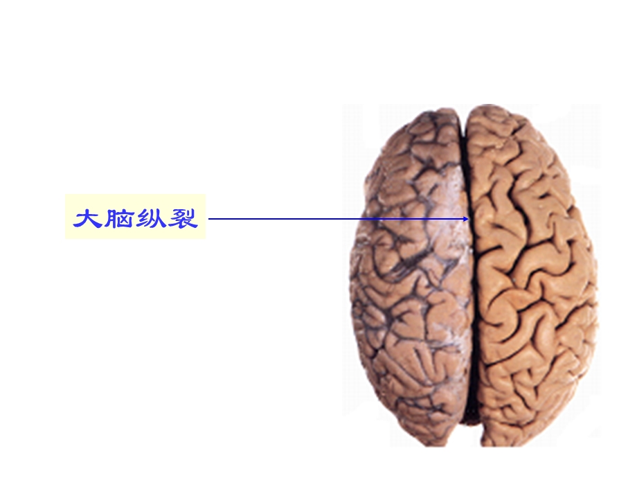 人体解剖学：端脑PPT文档.ppt_第2页