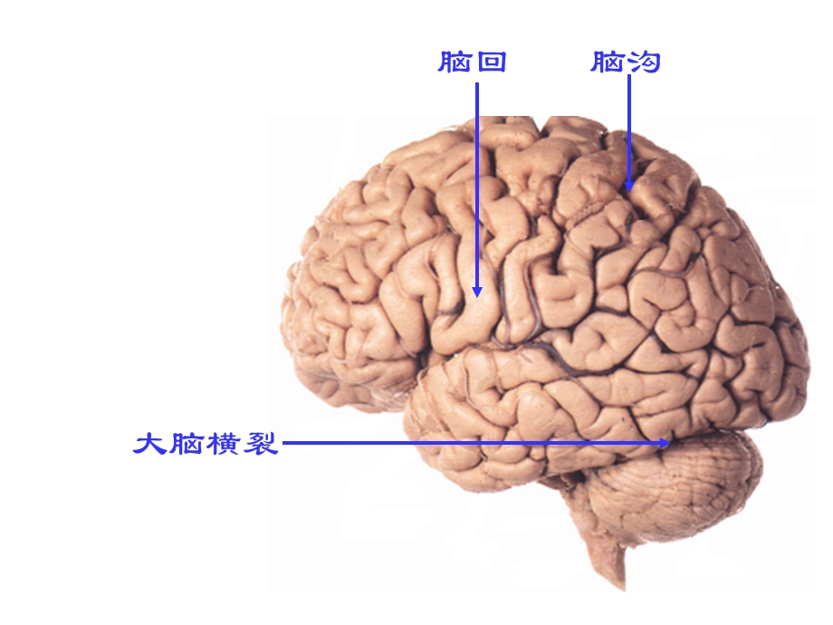 人体解剖学：端脑PPT文档.ppt_第3页