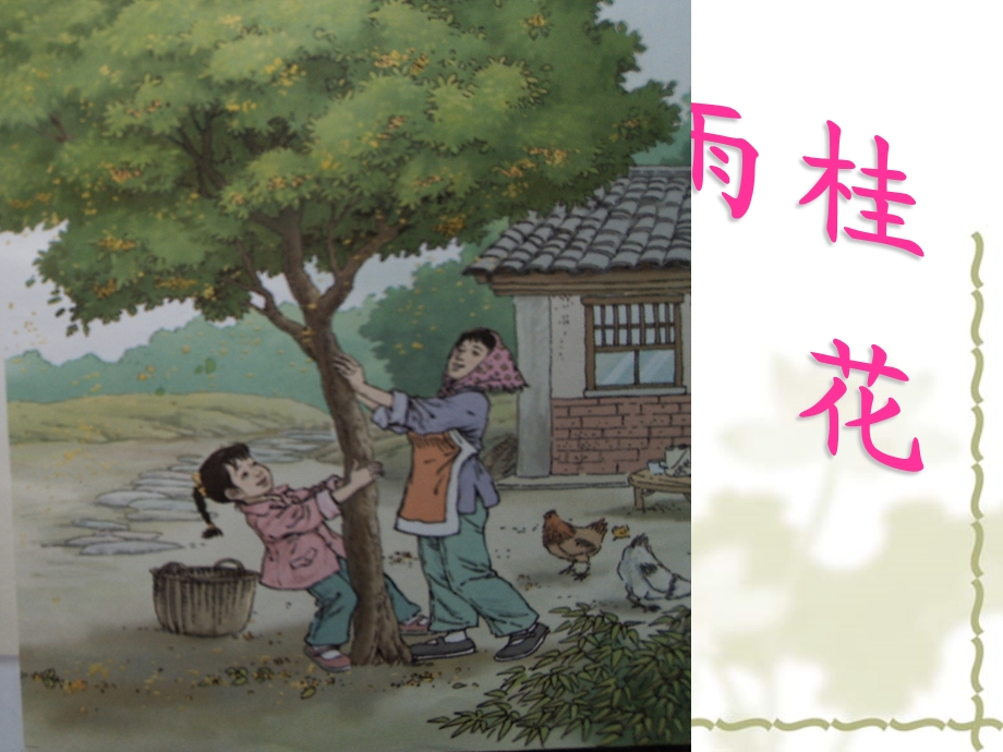 桂花雨.ppt.ppt_第1页