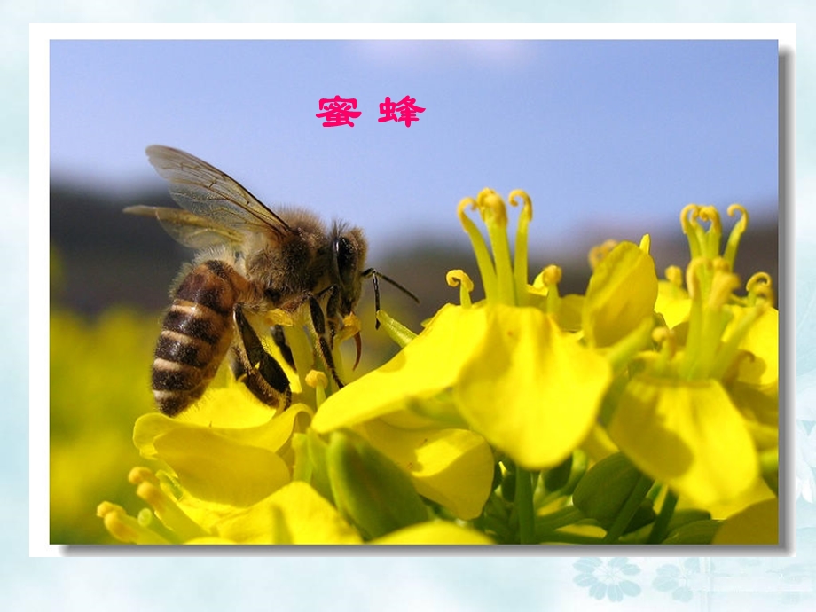 蜜蜂课件1.ppt_第3页