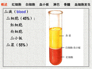 04血液、淋巴和血细胞发生PPT课件.ppt