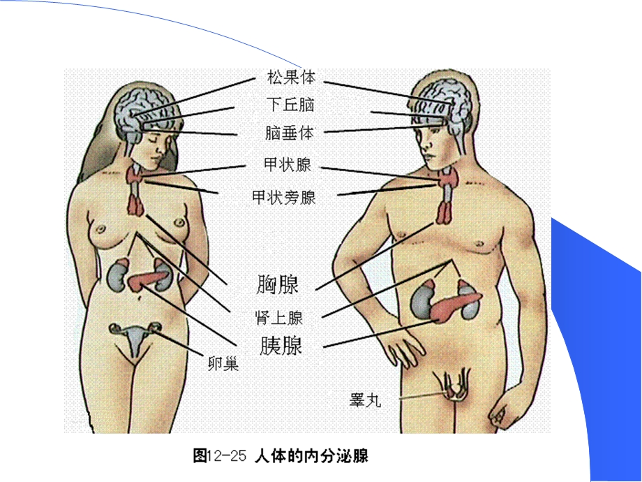 10护理十内分泌PPT课件.ppt_第3页