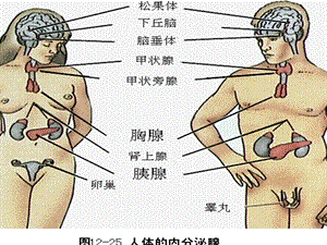 10护理十内分泌PPT课件.ppt