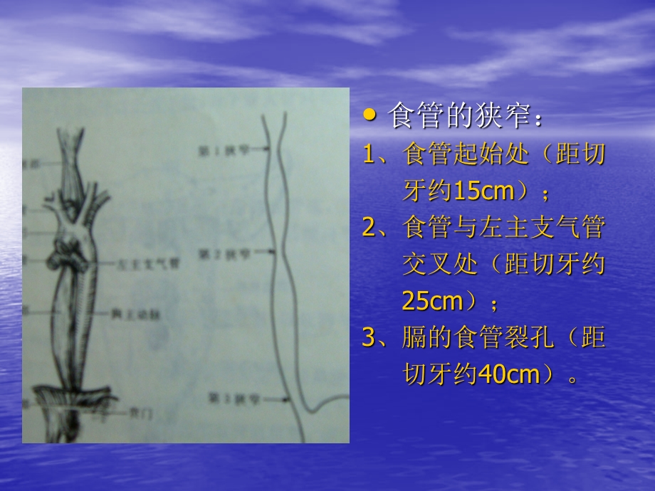 最新X线诊断学消化系统课件PPT文档.ppt_第2页