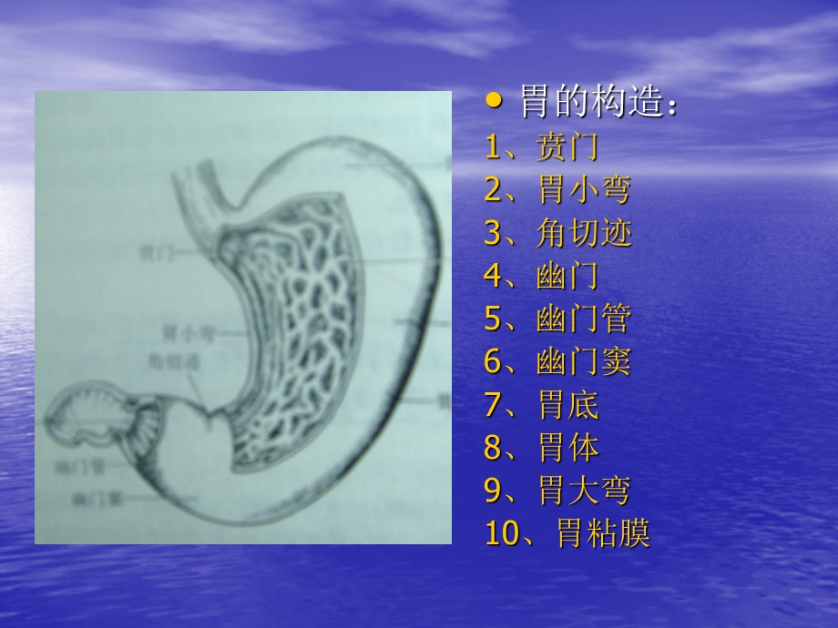 最新X线诊断学消化系统课件PPT文档.ppt_第3页