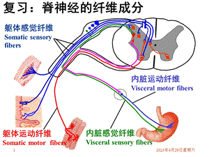 14脑干小脑文档资料.ppt