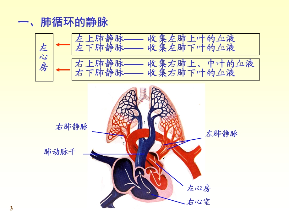 10静脉06文档资料.ppt_第3页