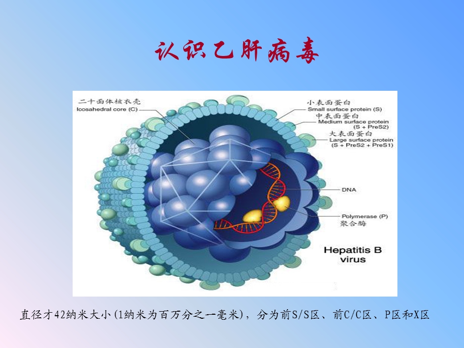 乙型肝炎母婴阻断基础知识文档资料.ppt_第1页