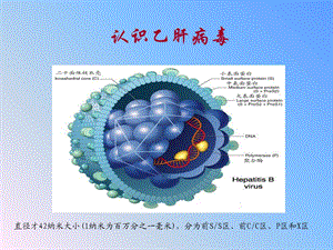 乙型肝炎母婴阻断基础知识文档资料.ppt