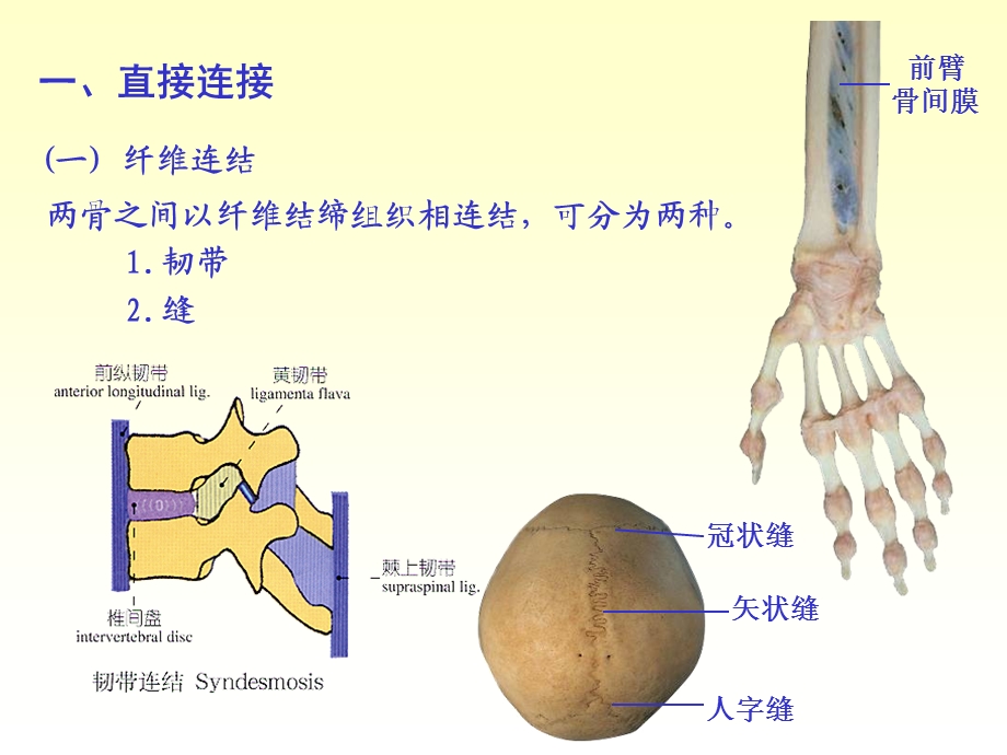 最新Human anatomychapter02关节学PPT文档.ppt_第2页