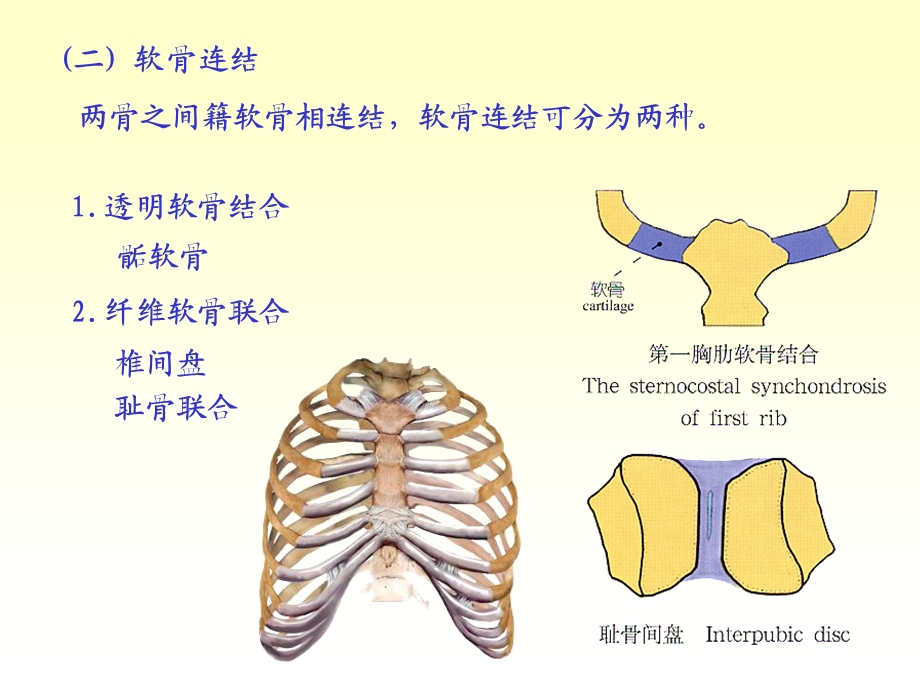 最新Human anatomychapter02关节学PPT文档.ppt_第3页