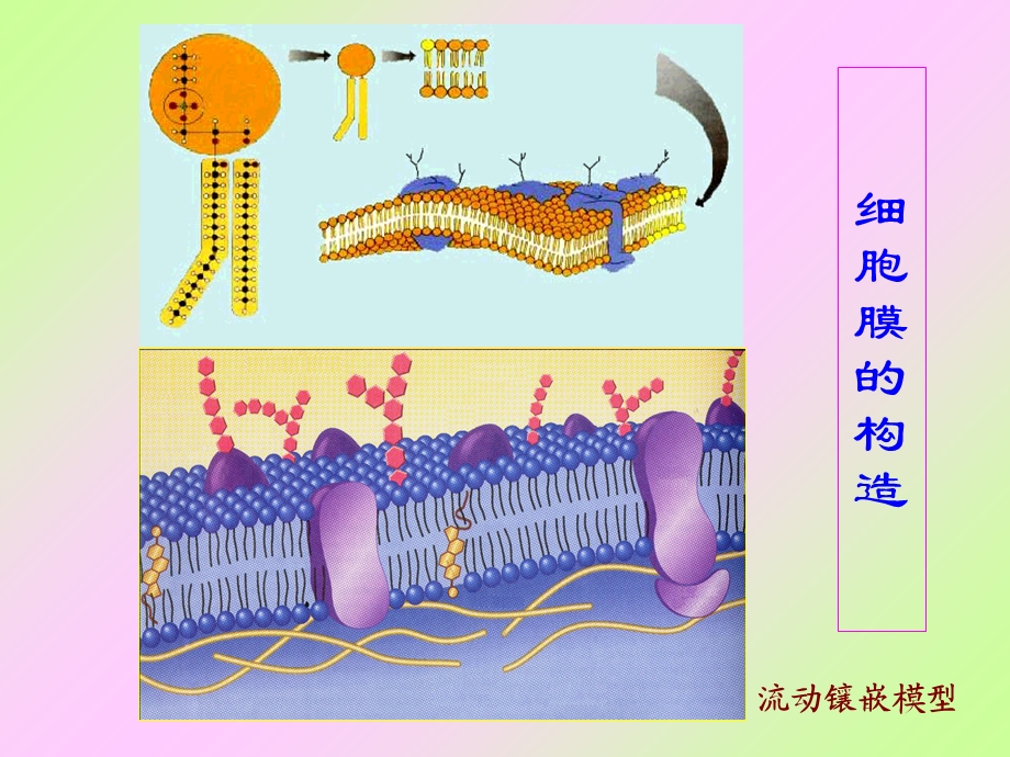 1细胞结构与功能教课2PPT文档资料.ppt_第3页