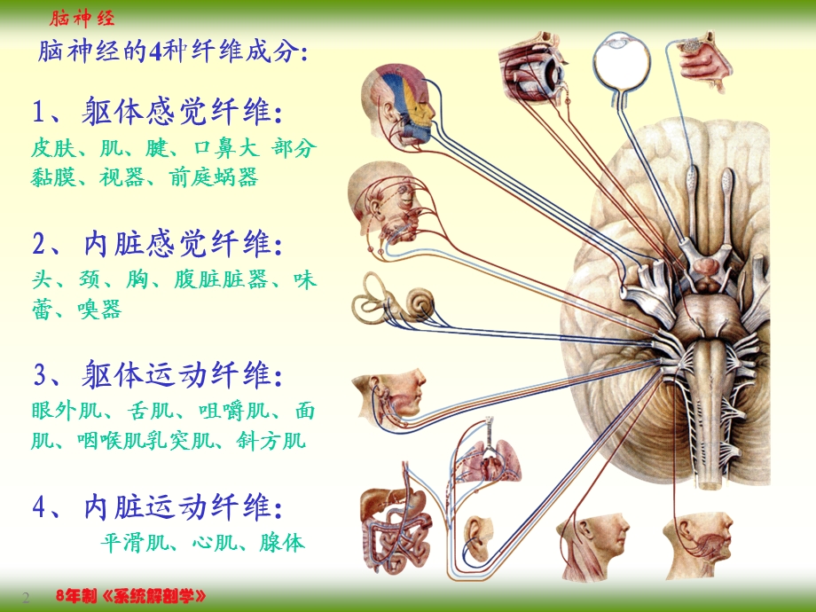 最新F、脑神经课件PPT文档.ppt_第2页