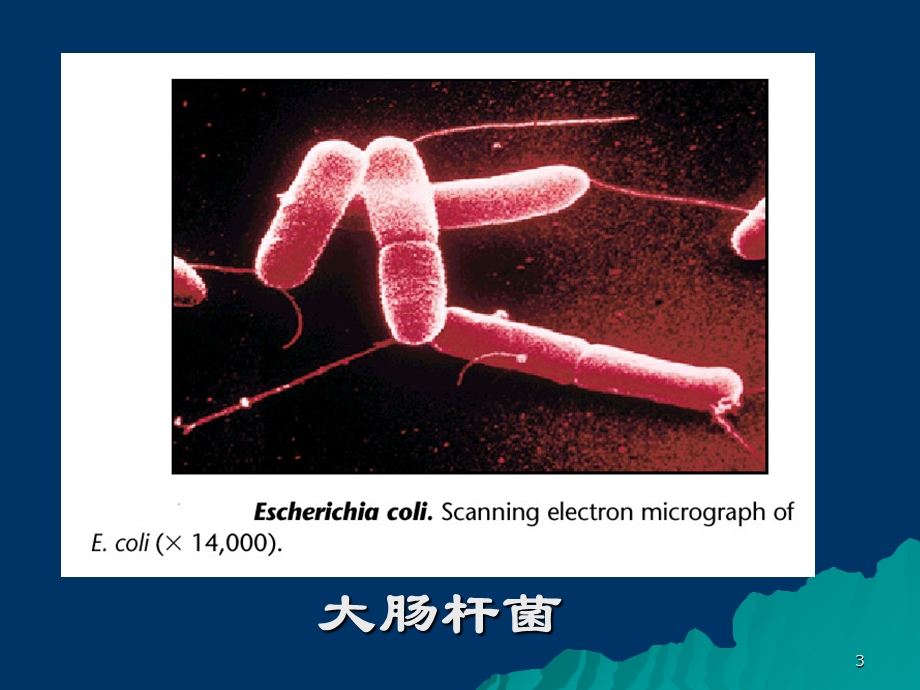 最新第六章细菌和噬菌体的遗传分析PPT文档.ppt_第3页