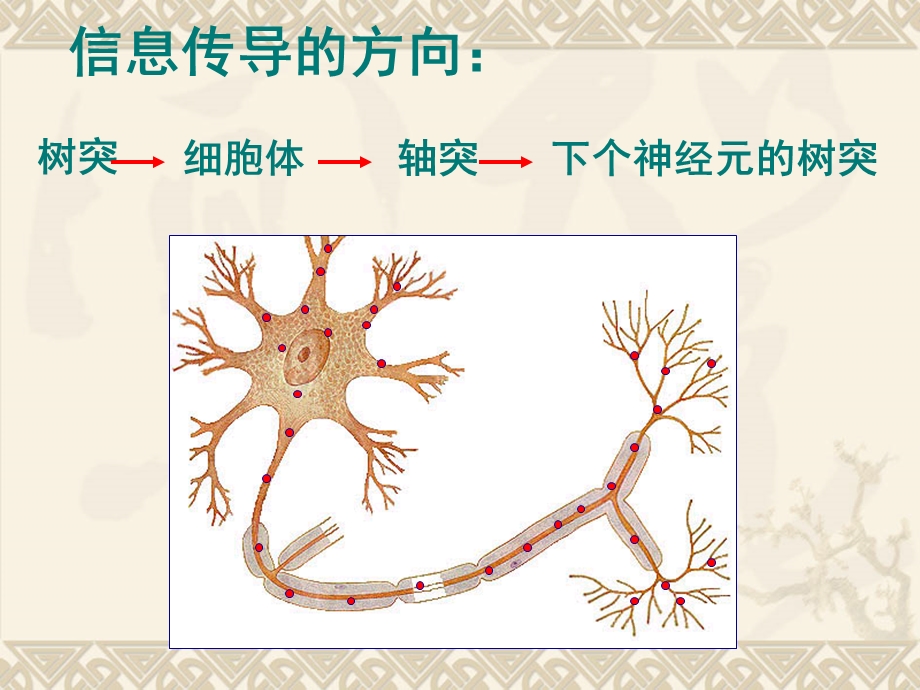 神经系统的组成和功能PPT文档.ppt_第1页