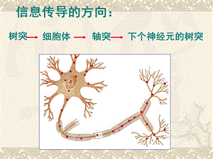 神经系统的组成和功能PPT文档.ppt