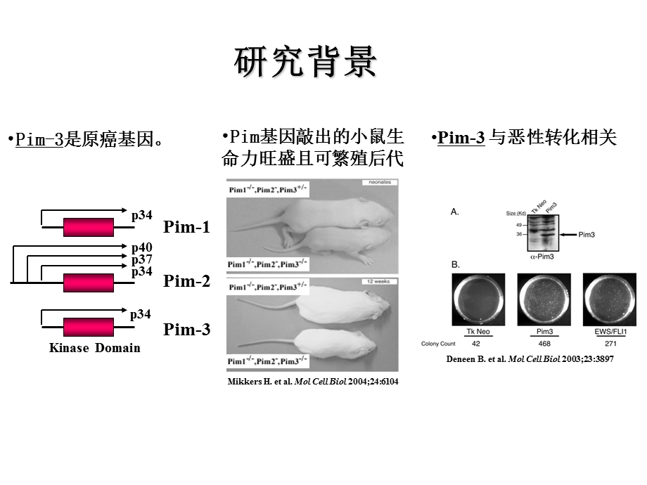 原癌基因Pim3在胰腺癌发生中的作用机制以及分子靶向治疗药物的开PPT文档.ppt_第3页