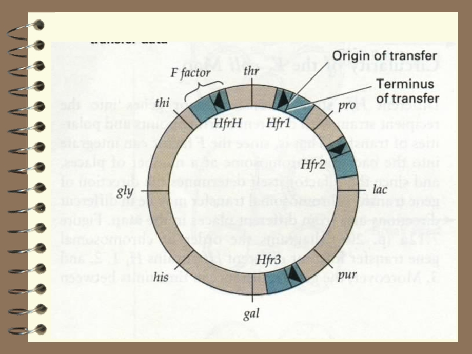 分子遗传学8细菌和噬菌体的遗传和重组B精选文档.ppt_第1页