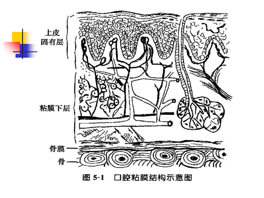 口腔粘膜PPT文档资料.ppt_第2页