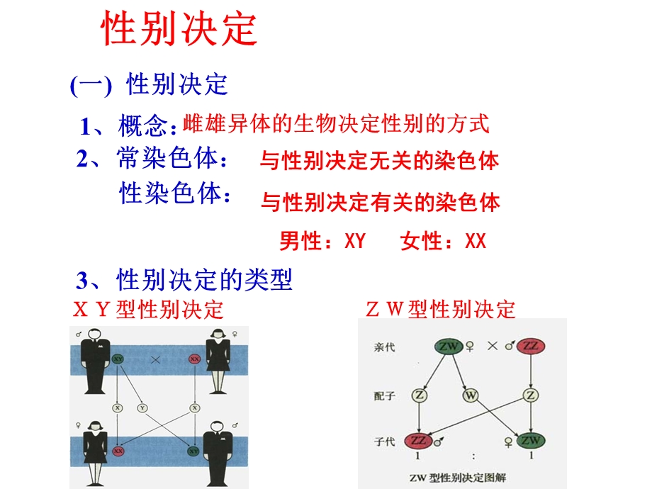 山东省高中生物第二章基因和染色体的关系2.3伴性遗传第二课时课件新人教版.pptx_第1页