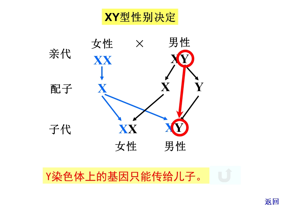 山东省高中生物第二章基因和染色体的关系2.3伴性遗传第二课时课件新人教版.pptx_第2页