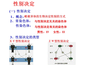 山东省高中生物第二章基因和染色体的关系2.3伴性遗传第二课时课件新人教版.pptx