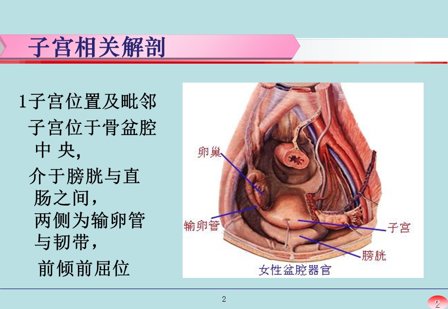 最新：经腹全子宫切除术手术配合文档资料.ppt_第2页