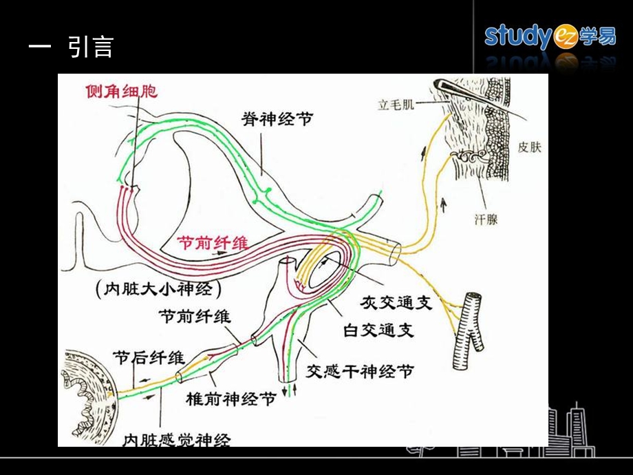 最新10传出神经系统药物PPT文档.ppt_第3页