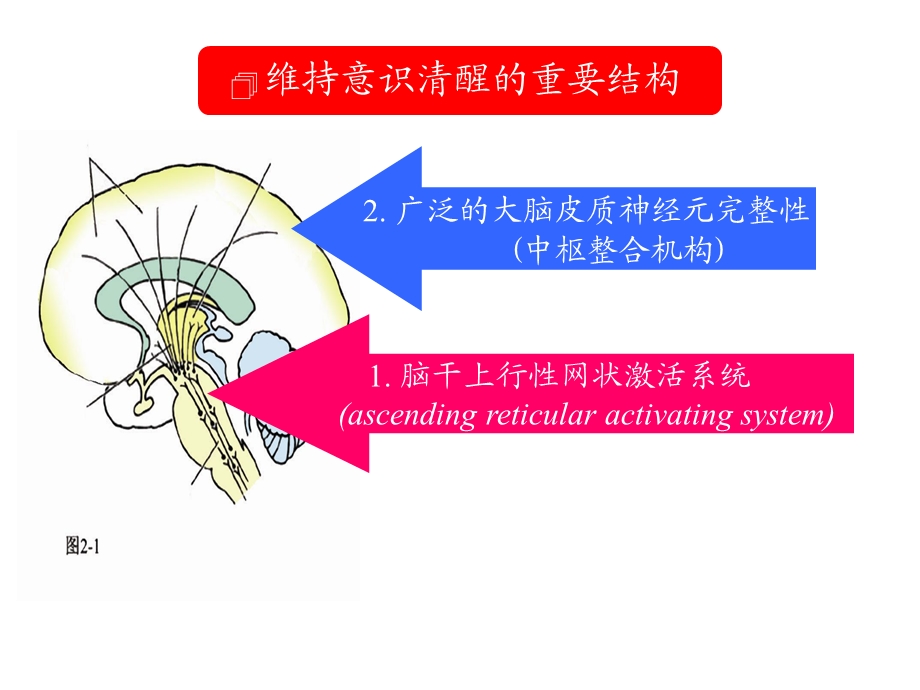 最新：神经系统症状学课件(关)文档资料.ppt_第3页