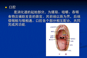 口腔分科及常见疾病PPT文档.ppt