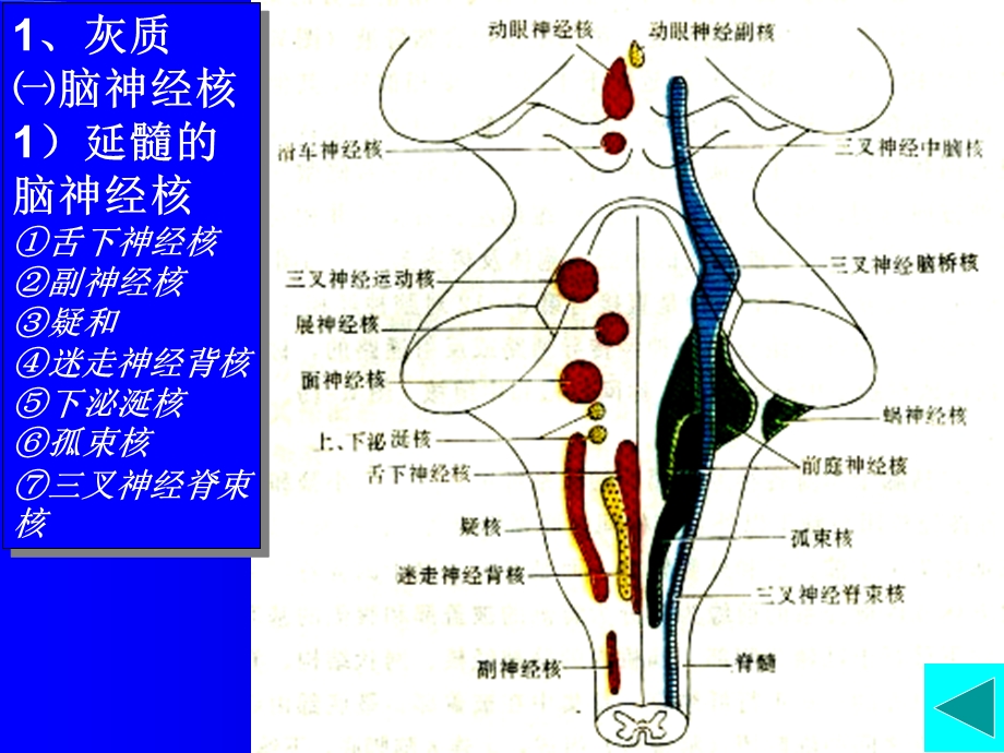 最新神经解剖脑干内部结构PPT文档.ppt_第1页