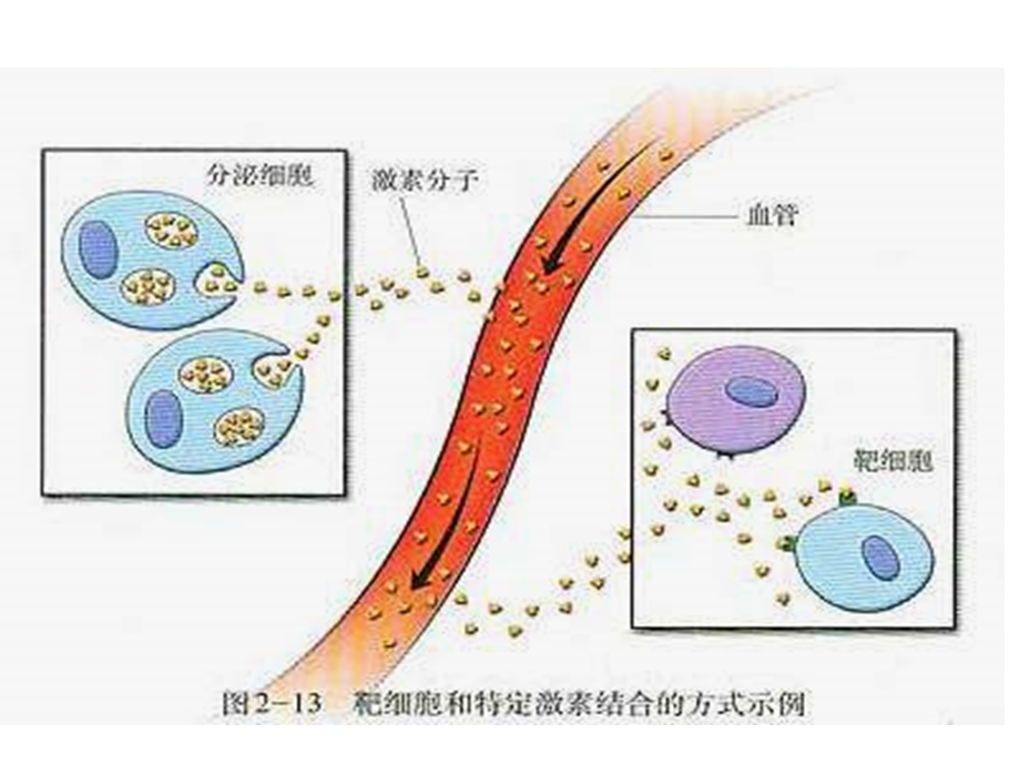 新第3节神经调节与体液调节的关系课件03PPT文档.ppt_第3页