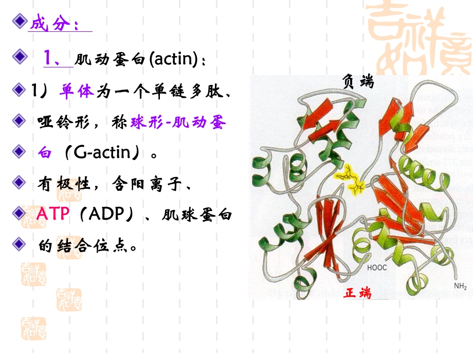 最新：医学细胞生物学细胞骨架文档资料.ppt_第3页