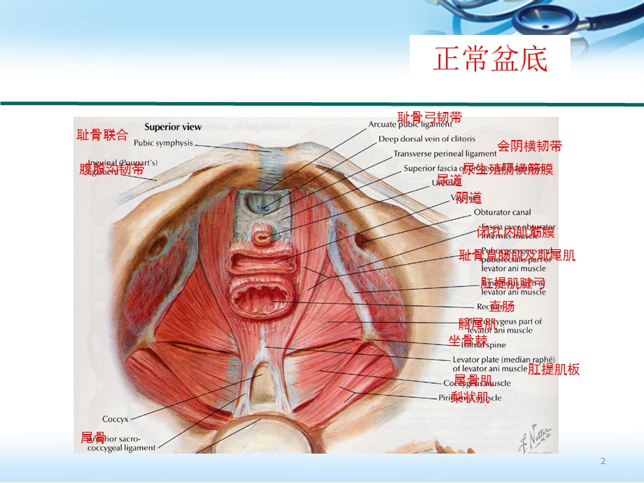 产后康复医学PPT课件.pptx_第2页