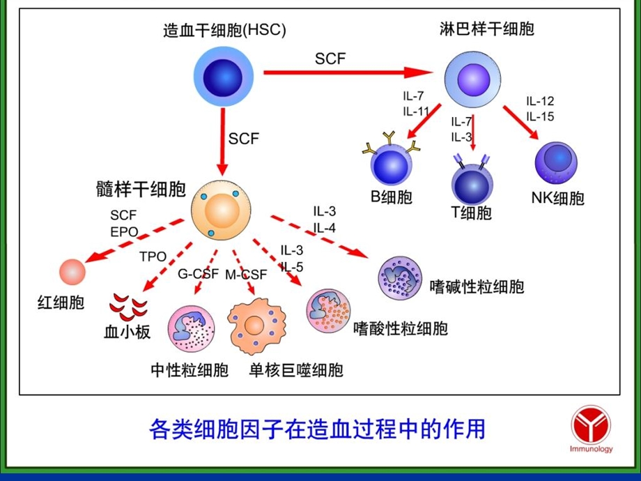 T、B淋巴细胞PPT课件.ppt_第1页