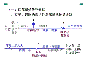 最新：神经导路3课件文档资料.ppt