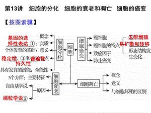 第13讲细胞的分化细胞的衰老和凋亡细胞的癌变名师编辑PPT课件.ppt