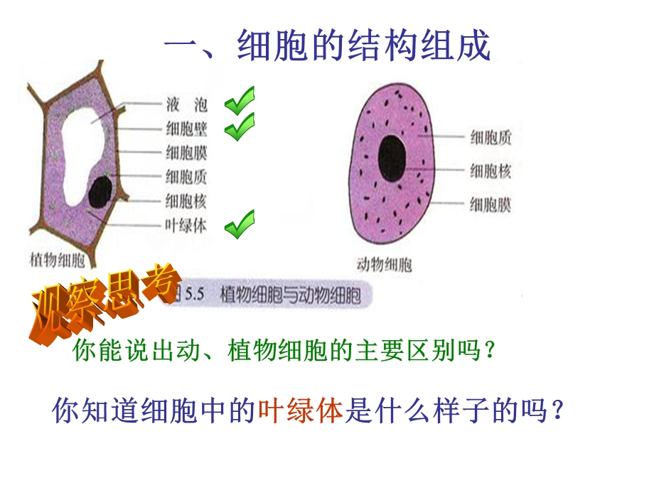 最新：人教版教学课件第三章第二节细胞器—系统的分工合作文档资料.ppt_第3页