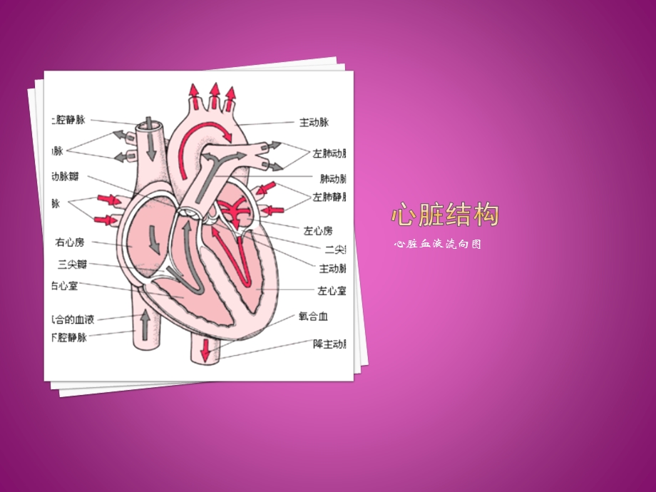 慢性心肌缺血综合症的护理文档资料.pptx_第1页