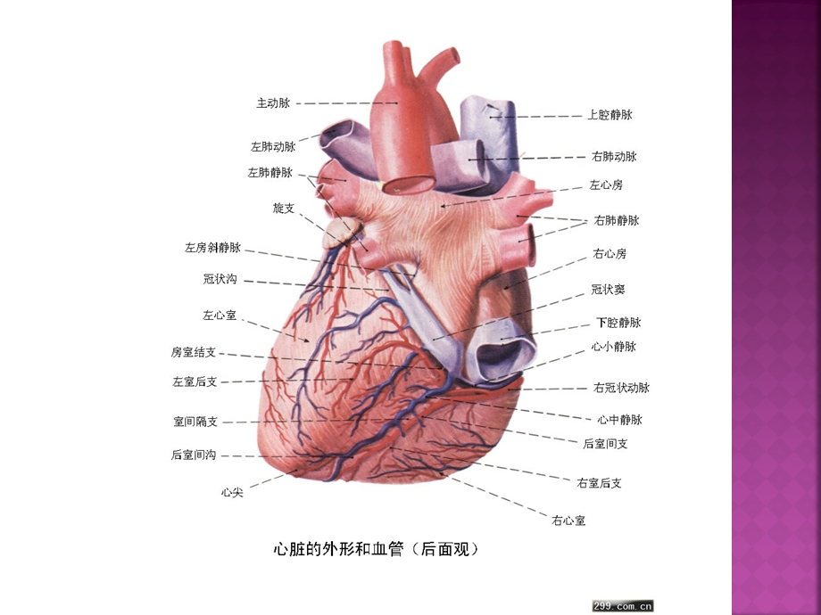 慢性心肌缺血综合症的护理文档资料.pptx_第2页