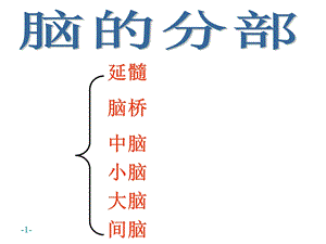 三讲：脑与脑干文档资料.ppt