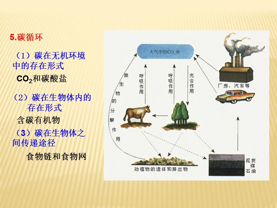 高二生物必修3同步课件：生态系统的物质循环共17张PPT(共17张PPT).ppt_第3页