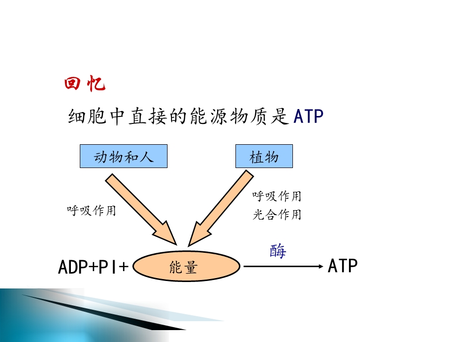 ATP的主要来源——细胞呼吸1精选文档.ppt_第2页