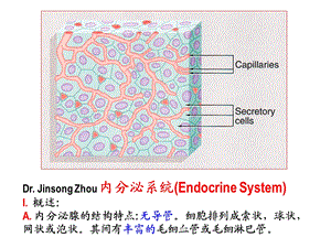 人体解剖学内分泌系统PPT课件.ppt