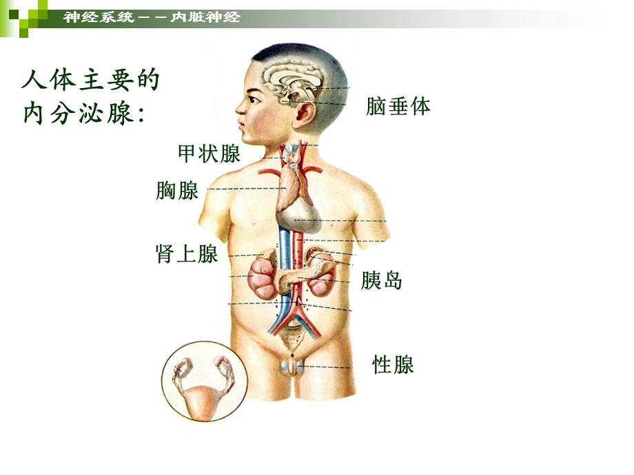 学前儿童卫生保健内分泌器官PPT文档.ppt_第1页