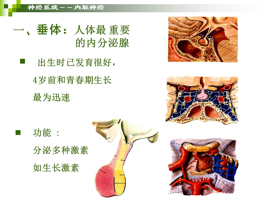 学前儿童卫生保健内分泌器官PPT文档.ppt_第2页